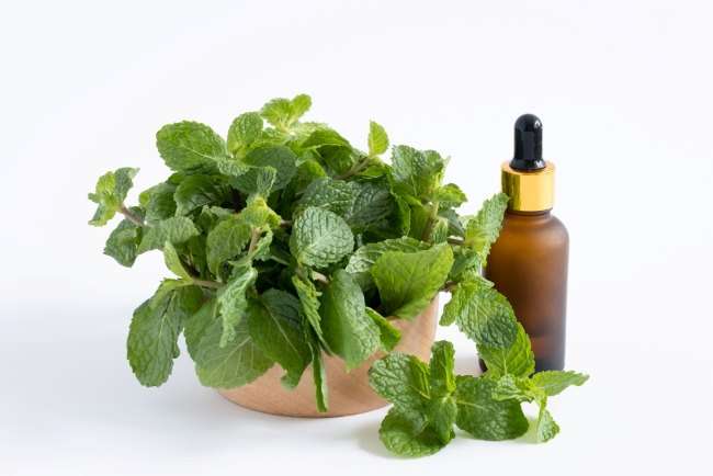 Menghilangkan Gatal Kulit dengan 6 Daun Herbal dan Cara Pengobatannya