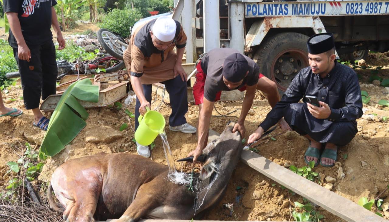 Idul Adha 1445 H, Polresta Mamuju Serahkan Daging Kurban kepada Warga