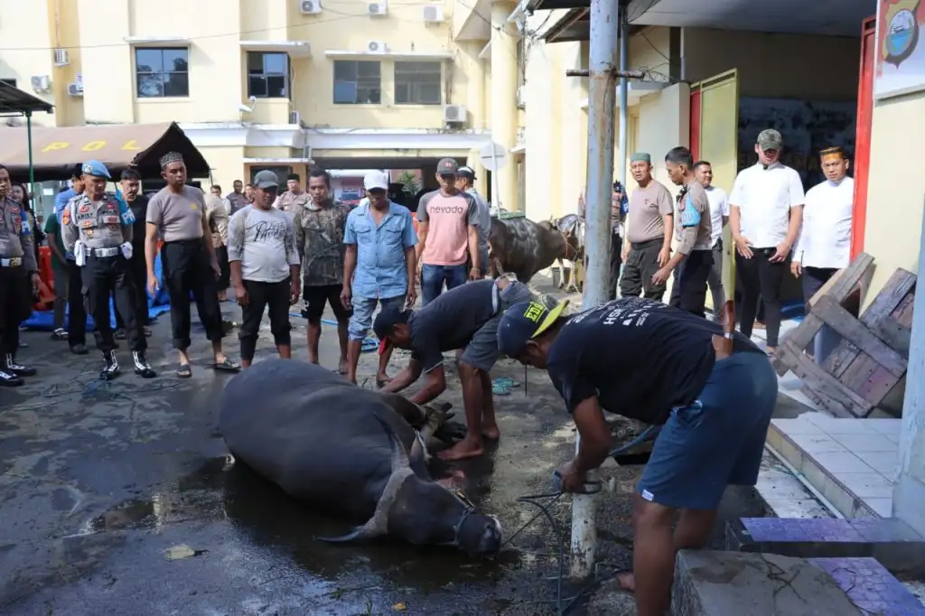 Hari Raya Idhul Adha 1445 H, Polrestabes Makassar Kurban 23 Ekor Sapi dan 2 Ekor Kambing