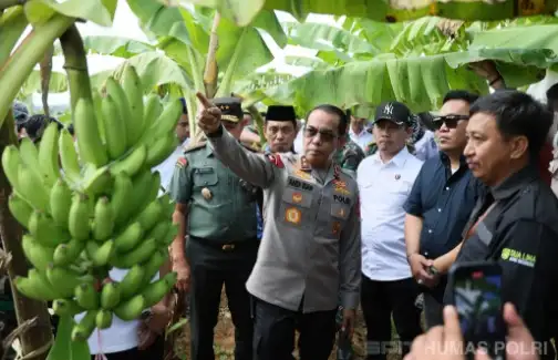 Kembangkan Pertanian Lokal, Kapolda Sulsel Tinjau Budidaya Pisang Cavendish