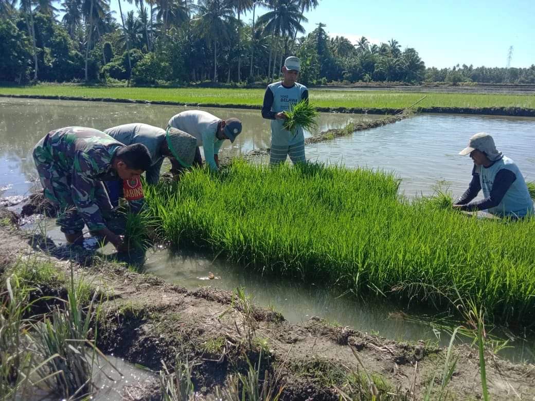 Sinergi Babinsa Koramil Bambalamotu dan Petani: Optimalisasi Penyiapan Bibit Padi