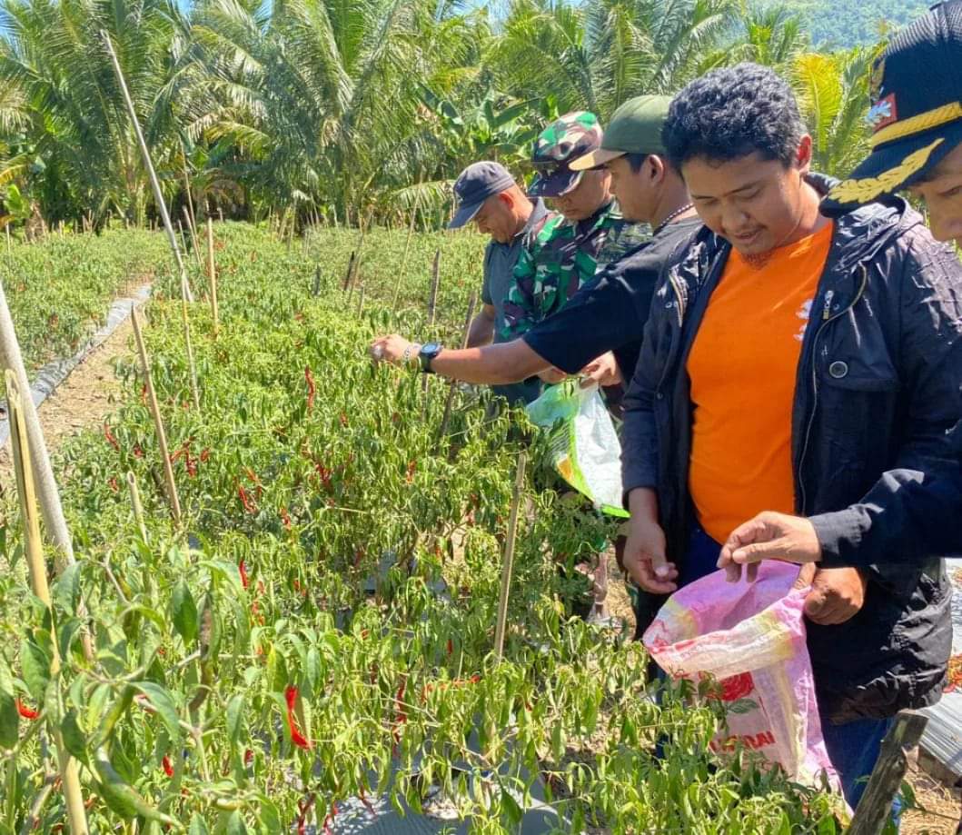“Dandim 1418/Mamuju bersama Petani Milenial Tinjau lahan ketahanan pangan Binaan di Desa Labuan Rano”