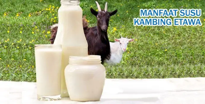 Ini Lima Manfaat Susu Kambing Etawa Bagi Kesehatan