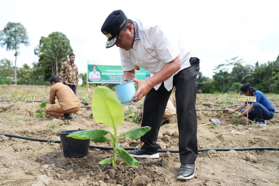 Warga Pasangkayu Sulbar Mulai Kembangkan Pisang Cavendish, Pj Bahtiar Pastikan Ekonomi Masyarakat akan Meningkat