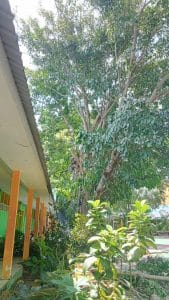 Pemangkasan Pohon di SMA Negeri 2 Enrekang