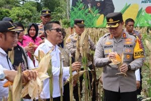 Polres Luwu Gelar Panen Raya Jagung Serentak Guna Mendukung Swasembada Pangan
