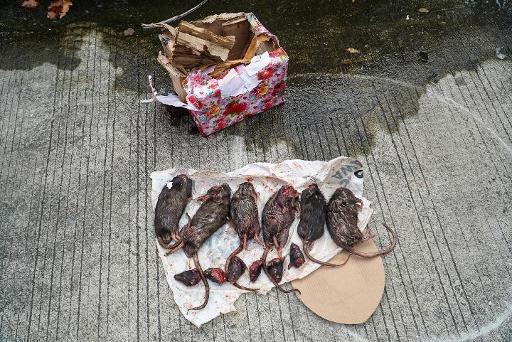 Bungkusan bangkai tikus dengan kepala dipenggal dilempar seseorang ke dalam area kantor Tempo pada pukul 02.11 WIB, 22 Maret 2025.
