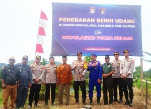 Kapolres Majene Dampingi Kapolda Sulbar Tebar Ribuan Benih Udang di Malunda