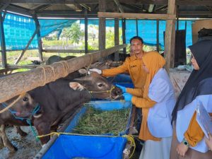 Jelang Idul Adha, Dinas Pertanian Luwu Gelar Pengawasan Hewan Kurban di Delapan Kecamatan