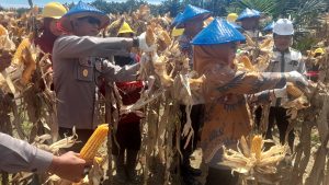PT Mul Dukung Penuh Program Ketahanan Pangan, Panen Jagung Kuartal ll Sukses Dilaksanakan
