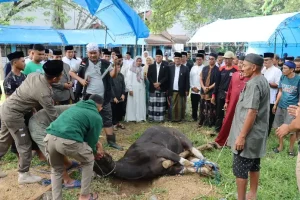 Bupati dan Wakil Bupati Wajo Pantau Penyembelihan 30 Ekor Sapi di Stadion Andi Ninnong