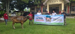 Tebar Hewan kurban Idul Adha 1446 H, MDA Dukung Pemberdayaan Peternak dan Koperasi Loka