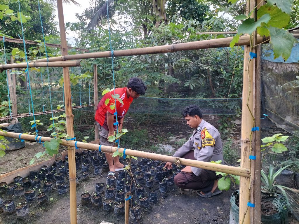 Dekat dengan Warga, Bhabinkamtibmas Polsek Walenrang Dorong Ketahanan Pangan Lewat Pekarangan Anggur