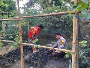 Dekat dengan Warga, Bhabinkamtibmas Polsek Walenrang Dorong Ketahanan Pangan Lewat Pekarangan Anggur