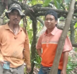 Budidaya Kakao sebagai Solusi Ekonomi: Dukungan Adam Dua Langi untuk Masyarakat Pana