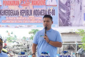 Cegah Abrasi, Wabup Luwu Pimpin Penanaman 1.700 Mangrove 