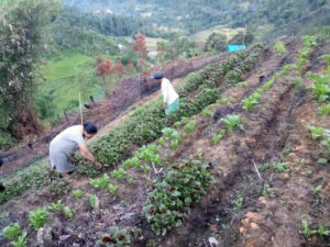 Bumdes Desa Kebanga Bersama Masyaraknya Kembangkan Penanaman Sayur- Sayuran