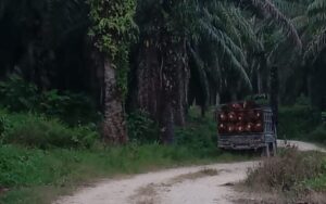Pegiat Lingkungan Soroti Dugaan Penguasaan Ilegal Lahan Sitaan Satgas PKH di Pasangkayu