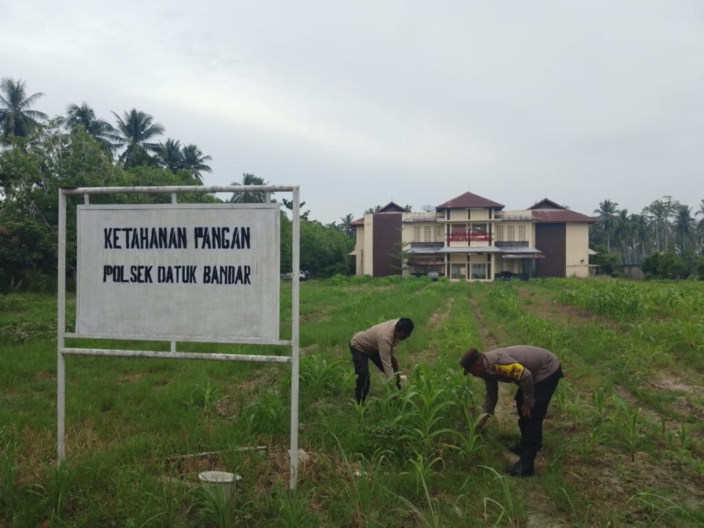 Dukung Asta Cita, Polsek Datuk Bandar Gencar Siapkan Lahan Jagung untuk Ketahanan Pangan