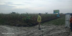 DUKUNG PROGRAM WALI KOTA CAMAT SEI TUALANG RASO TURUN LANGSUNG UNTUK PERSIAPAN PANEN RAYA