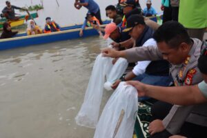 Jaga Ekosistem dan Tingkatkan Ekonomi Nelayan, Pemkab Wajo Tebar Ribuan Bibit Ikan di Danau Tempe