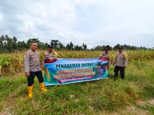 Dukung Ketahanan Pangan, Polsek Teluk Nibung Sulap 8 Hektare Lahan Jadi Kebun Jagung