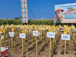 Di Akhir Maret 2026, Polda Sulsel Serap Cadangan Jagung Pemerintah Pada Gudang Bulog Sebanyak 41.116 Ton