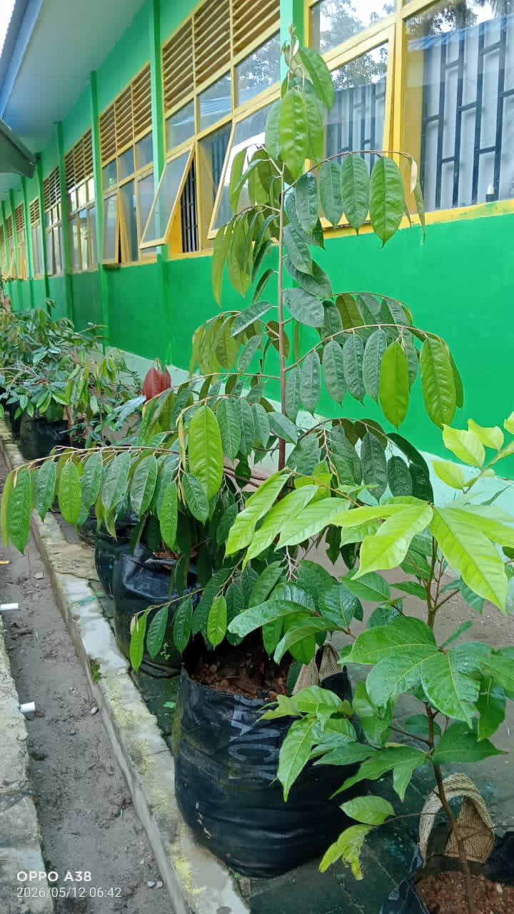 Bercocok Tanam Ajarkan Keterampilan Hidup Murid di SMA Negeri 2 Enrekang