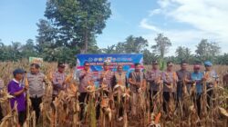 Panen Raya Jagung Serentak Kuartal II di Kabupaten Luwu, Wujud Dukungan Ketahanan Pangan Nasional