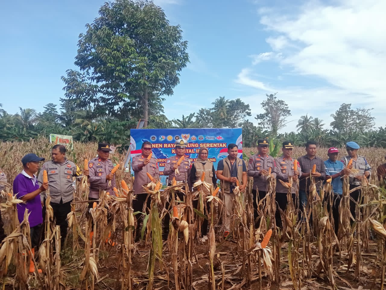 Panen Raya Jagung Serentak Kuartal II di Kabupaten Luwu, Wujud Dukungan Ketahanan Pangan Nasional