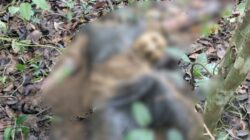 Pemuda Desa Padangkalua Ditemukan Tewas di Kebun Warga, Kepala Terpisah dengan Badan