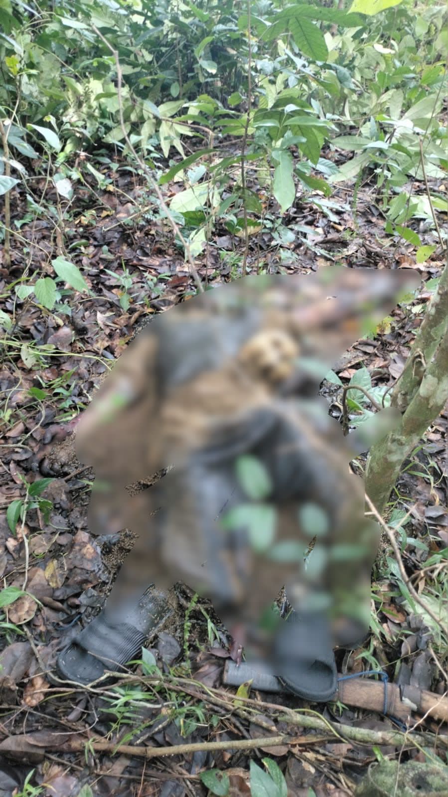 Pemuda Desa Padangkalua Ditemukan Tewas di Kebun Warga, Kepala Terpisah dengan Badan