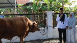 Pemkot Tanjungbalai Serahkan Bantuan Sapi Kurban Presiden di Masjid As Salamah