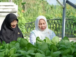 Ketua TP PKK Luwu Panen Pakcoy Hidroponik, Dorong Pemanfaatan Pekarangan untuk Ketahanan Pangan