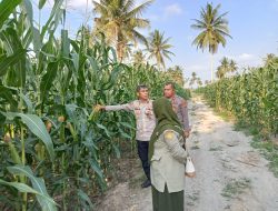 Polres Tanjung Balai Tinjau Lahan Jagung Binaan Bersama Dinas Pertanian