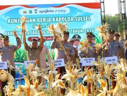 Kapolda Sulsel Hadiri Panen Raya Jagung Kuartal III di Sidrap, Dukung Swasembada Pangan Nasional