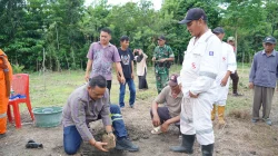 Bupati Luwu Tanam Perdana Aren Genjah, Dorong Pengembangan Komoditas Bernilai Ekonomi Tinggi