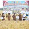 Bupati Wajo Andi Rosman Hadiri Panen Perdana Program Listrik Sawah di Desa Mario Tanasitolo