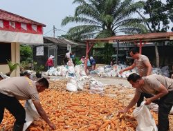 Dukung Asta Cita Presiden RI, Polsek Sei Tualang Raso Turun Langsung Bantu Petani Olah 7 Ton Jagung