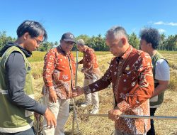 Panen Perdana Mannennungeng Capai 5,3 Ton per Hektare, Lampaui Target Produksi di Bone