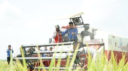 Panen Perdana Oplah di Rante Damai, Produktivitas Padi Capai 8,9 Ton per Hektare