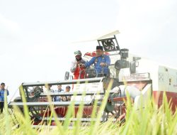 Panen Perdana Oplah di Rante Damai, Produktivitas Padi Capai 8,9 Ton per Hektare