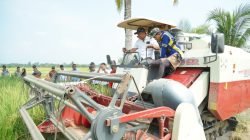 500 Hektare Sawah Kamanre Panen, Produksi Padi Naik 40 Persen