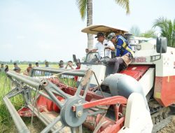 500 Hektare Sawah Kamanre Panen, Produksi Padi Naik 40 Persen